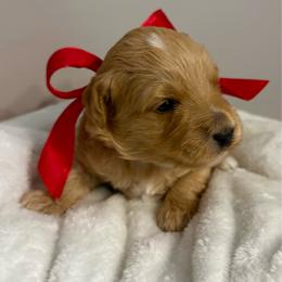 Smalls - Cream male Goldendoodle puppy in Dayton, Tennessee from MK Goldendoodles