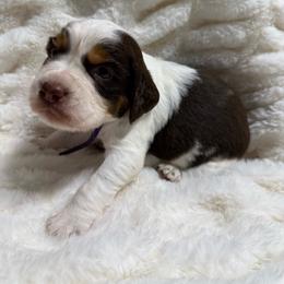 Purple girl - Tri-Roan female English Springer Spaniel puppy in Fairfield, California from Goldridge Springers