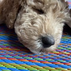 Double Doodle Puppies from Riverside Doodles in Seattle (double doodles)