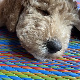 Double Doodle Puppies from Riverside Doodles in Seattle (double doodles)