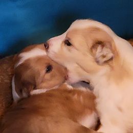 Girl 1 - Sable merle and white Old Time Scotch Collie puppy in Austin, Texas from Creekside Collies
