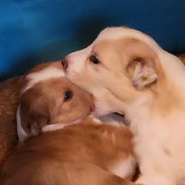 Girl 1 - Sable merle and white Old Time Scotch Collie puppy in Austin, Texas from Creekside Collies