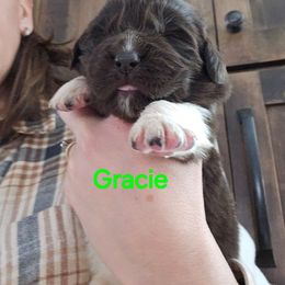 Gracie - White and brown female Newfoundland puppy in Honey Grove, Pennsylvania from Heinrich Family Newfoundlands