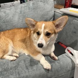 Phoebe - Pembroke Welsh Corgi