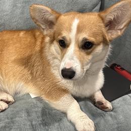 Phoebe - Pembroke Welsh Corgi