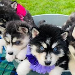 Siberian Huskies from Blue eyed Huskies