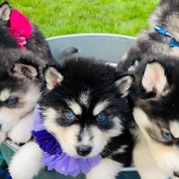 Siberian Huskies from Blue eyed Huskies