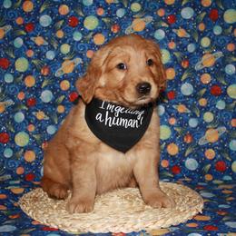Golden Retriever Puppies from Bethel Park Goldens