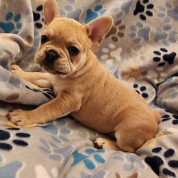 Boston Terrier and French Bulldog Puppies from Blue Skies Frenchies Florida