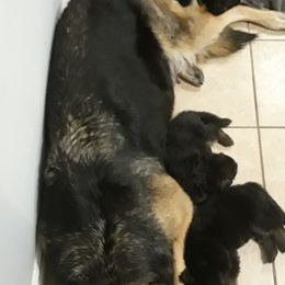 German Shepherd Puppies from Von Jo-Rielle Kennel