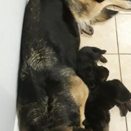 German Shepherd Puppies from Von Jo-Rielle Kennel
