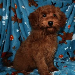 Maggie - Goldendoodle