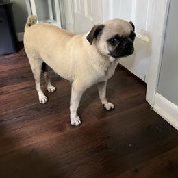 WillaBella - Pug