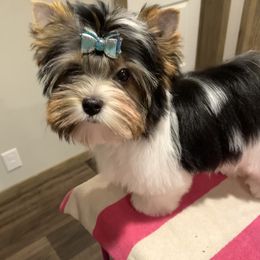 Biewer Terrier Puppies from Petit Bijou