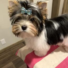 Biewer Terrier Puppies from Petit Bijou