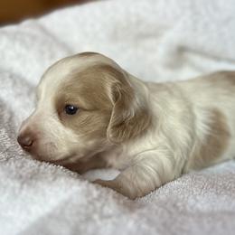 Dachshund Puppies from Jennifer Chadwell
