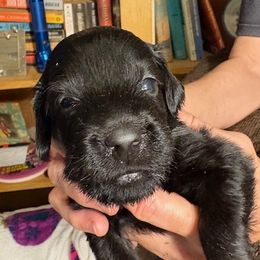 Garnet - Black male Flat-Coated Retriever puppy in Saxapahaw, North Carolina from Banquo