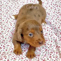 Aussiedoodle, Australian Shepherd, Dachshund, and Miniature Australian Shepherd Puppies from Bline’s Awesome Aussies at the Bline Family Farm