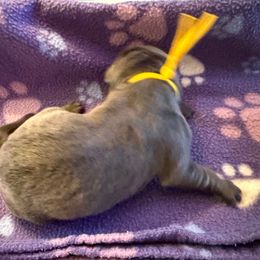 Charcoal Male- Yellow - Charcoal male Dilute Retriever puppy in Marion, Illinois from Summer Lovin’ Labradors of Southern Illinois