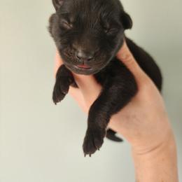 Lilac - Bi-color female German Shepherd puppy in Harwood, Maryland from Reddington Shepherds