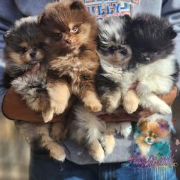 Pomeranian Puppies from POMS OF CBBK