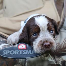 English Springer Spaniel Puppies from White Pine Springer Spaniels