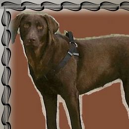 Jango - Labrador Retriever