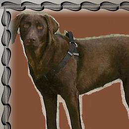 Jango - Labrador Retriever