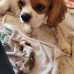 Cinnamon - Cavalier King Charles Spaniel