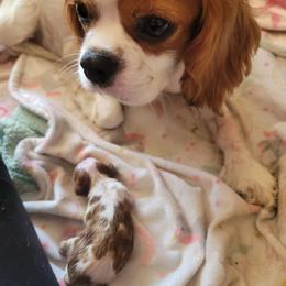 Cinnamon - Cavalier King Charles Spaniel