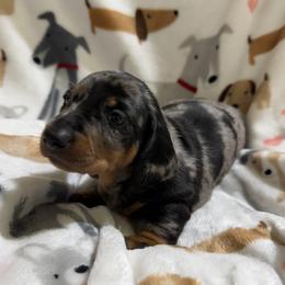 Boy 3 - Dapple male Dachshund puppy in Andalusia, Alabama from Sweet Home Alabama Dachshunds