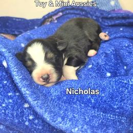 Nicholas - Black tri male Toy Australian Shepherd puppy in Bethany, Oklahoma from Donna's Toy & Mini Aussies