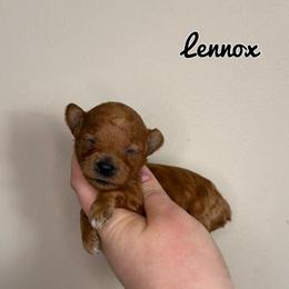 Lennox - Red  male Poodle puppy in Morehead, Kentucky from Paw Perfect Pets