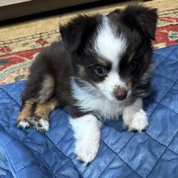 Cupcake - Red tri female Toy Australian Shepherd puppy in Grady, Arkansas from KAREN K MCPHERSON