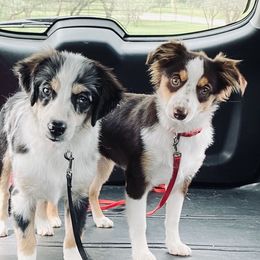 Aussiedoodles and Miniature Australian Shepherds from Go West Mini Aussies