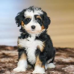 Dan - Tri-color male Bernedoodle puppy in Dundee, Ohio from Down Home Doodle