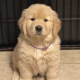 Golden Retriever and Siberian Husky Puppies from Nevani Goldens & Siberians