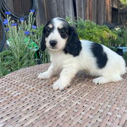 Burrata - Piebald female Dachshund puppy in Rogue River, Oregon from Bear Feet Dachshunds