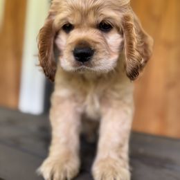 Cocker Spaniel Puppies from penny Powell