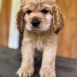 Cocker Spaniel Puppies from penny Powell