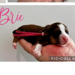 BRIE - Red sable female Havanese puppy in Charlotte, North Carolina from HavaReese Havanese