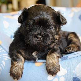 Pierre - Black and white male Shichon puppy in Pennsylvania from Manor Hills Shih Tzus