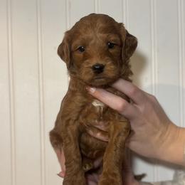 Goldendoodle Puppies from Hollywood Doodles