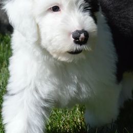 Old English Sheepdogs from Bugaboo Old English Sheepdog