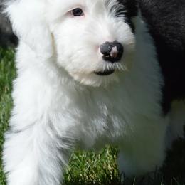 Old English Sheepdogs from Bugaboo Old English Sheepdog