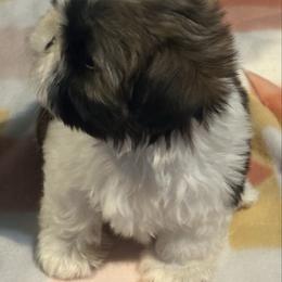Romeo - Tricolor male Shih Tzu puppy in Central, California from Ling Ling’s Shih Tzu