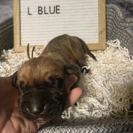 Light Blue - Fawn male Great Dane puppy in Byron, Georgia from Dynamic Danes