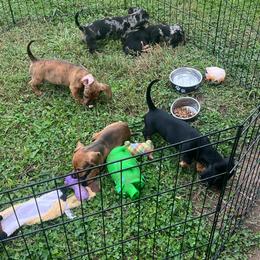 Dachshund Puppies from Witchy Woman’s Wiener’s
