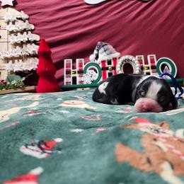 Frosty - Black white and tan male English Springer Spaniel puppy in Westover, Maryland from Sterling's springer Haven