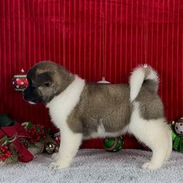 Iris - Akita puppy from Finesse Akitas